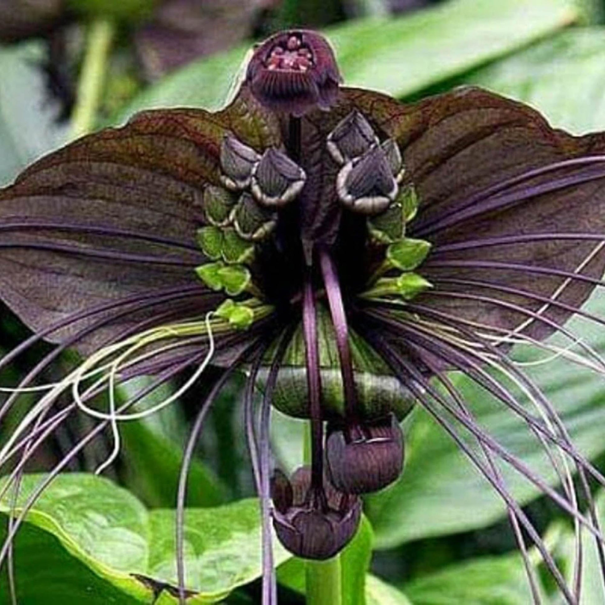 Rare Ornamental Black Bat Seeds