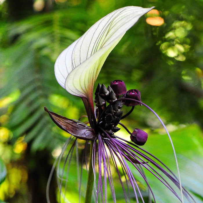 Rare Ornamental Black Bat Seeds