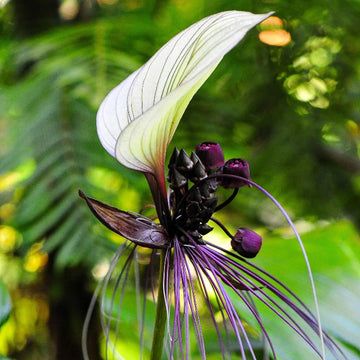 Rare Ornamental Black Bat Seeds