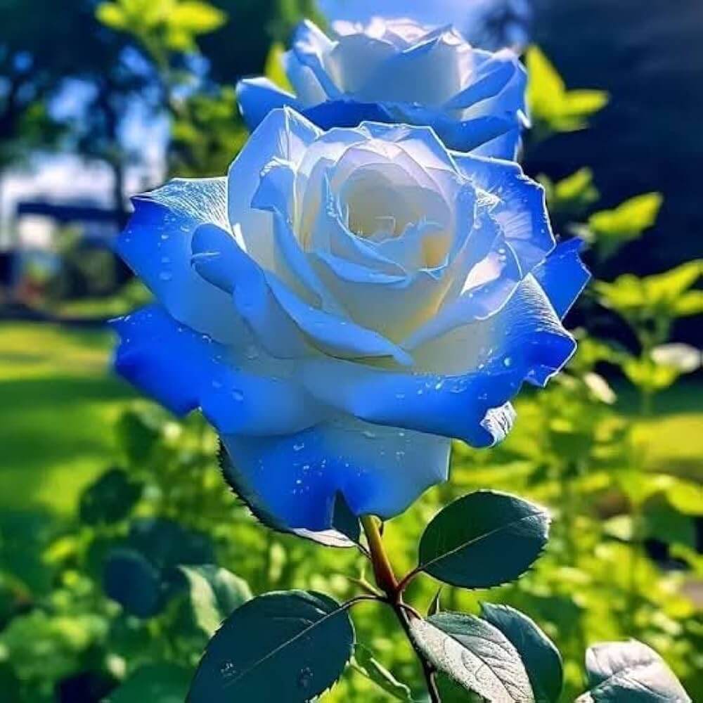 Rare Red Heirloom Blue Rose Seeds 