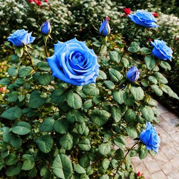 Rare Red Heirloom Blue Rose Seeds 
