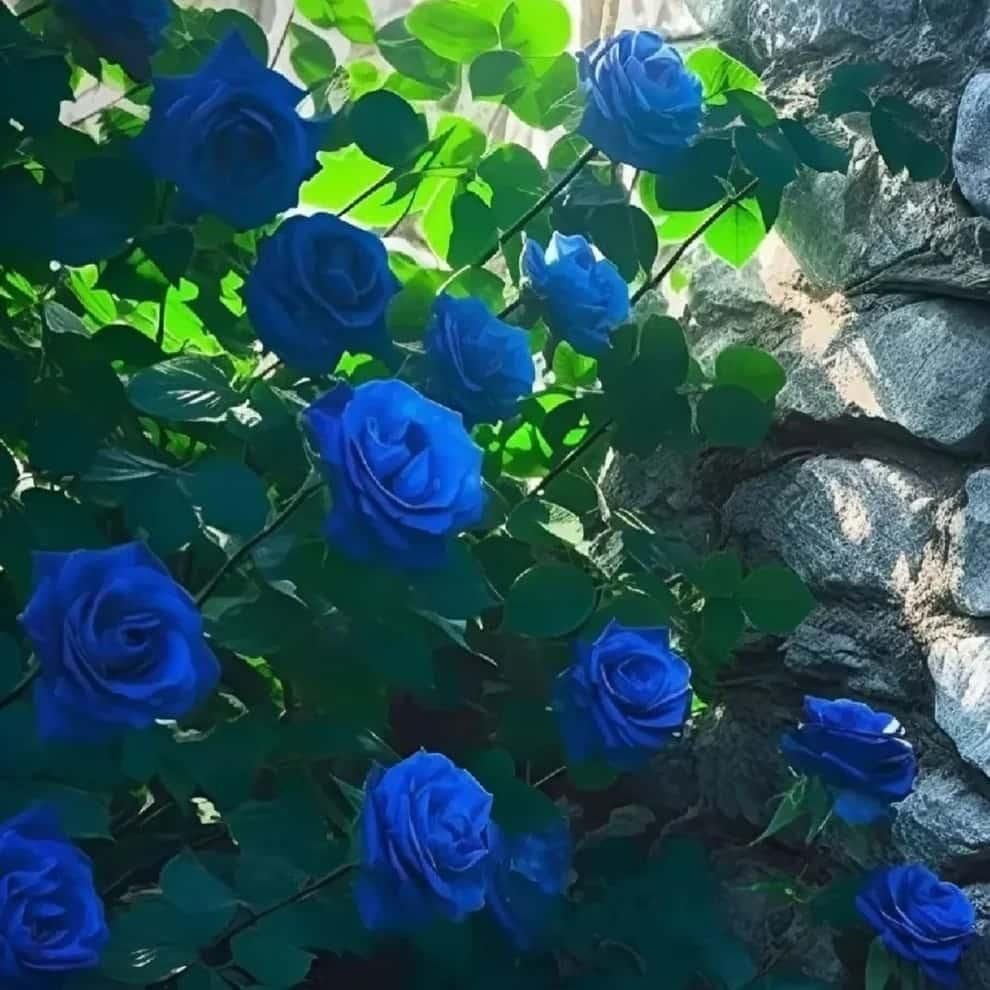 Rare Red Heirloom Blue Rose Seeds 