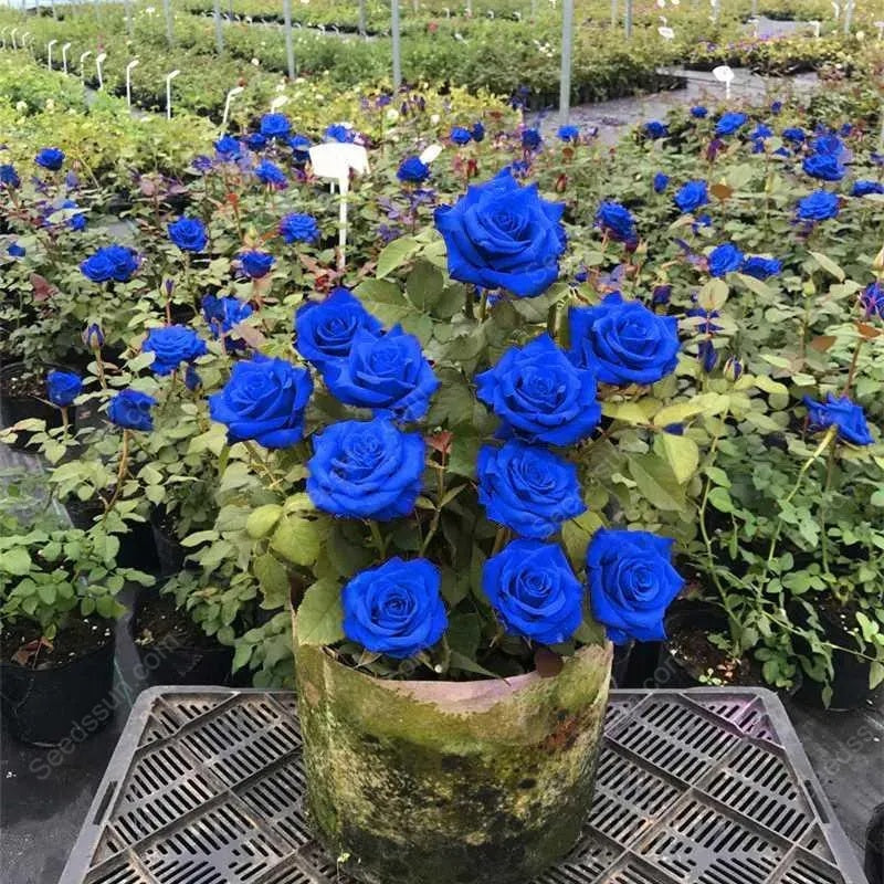 Rare Red Heirloom Blue Rose Seeds 