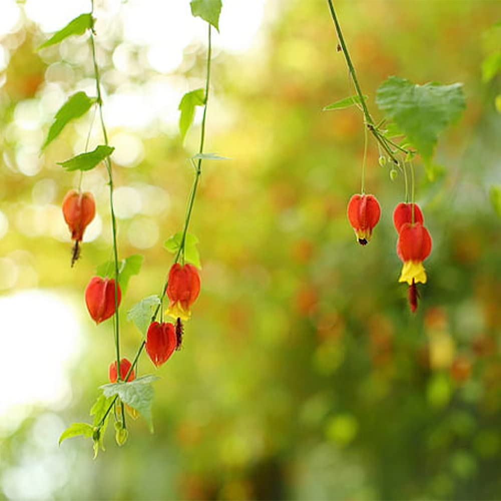 Rare Red Yellow Bleeding Heart Seeds 