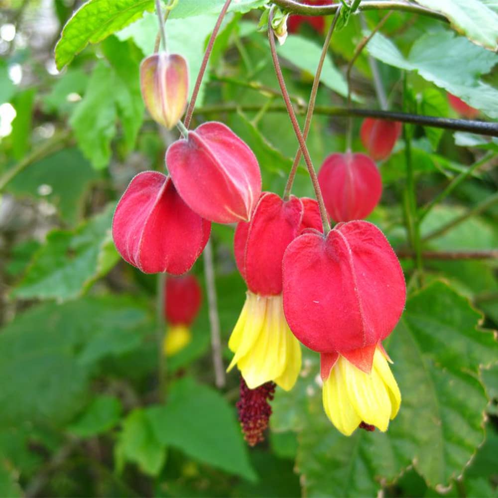 Rare Red Yellow Bleeding Heart Seeds 