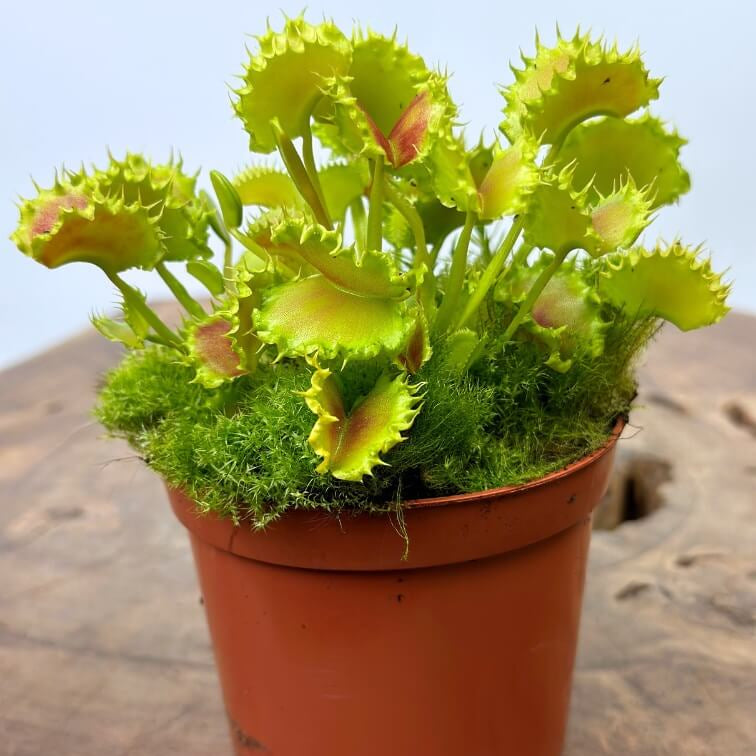 Rare Venus Flytrap Seeds - Flower Plant