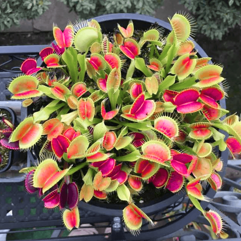 Rare Venus Flytrap Seeds - Flower Plant