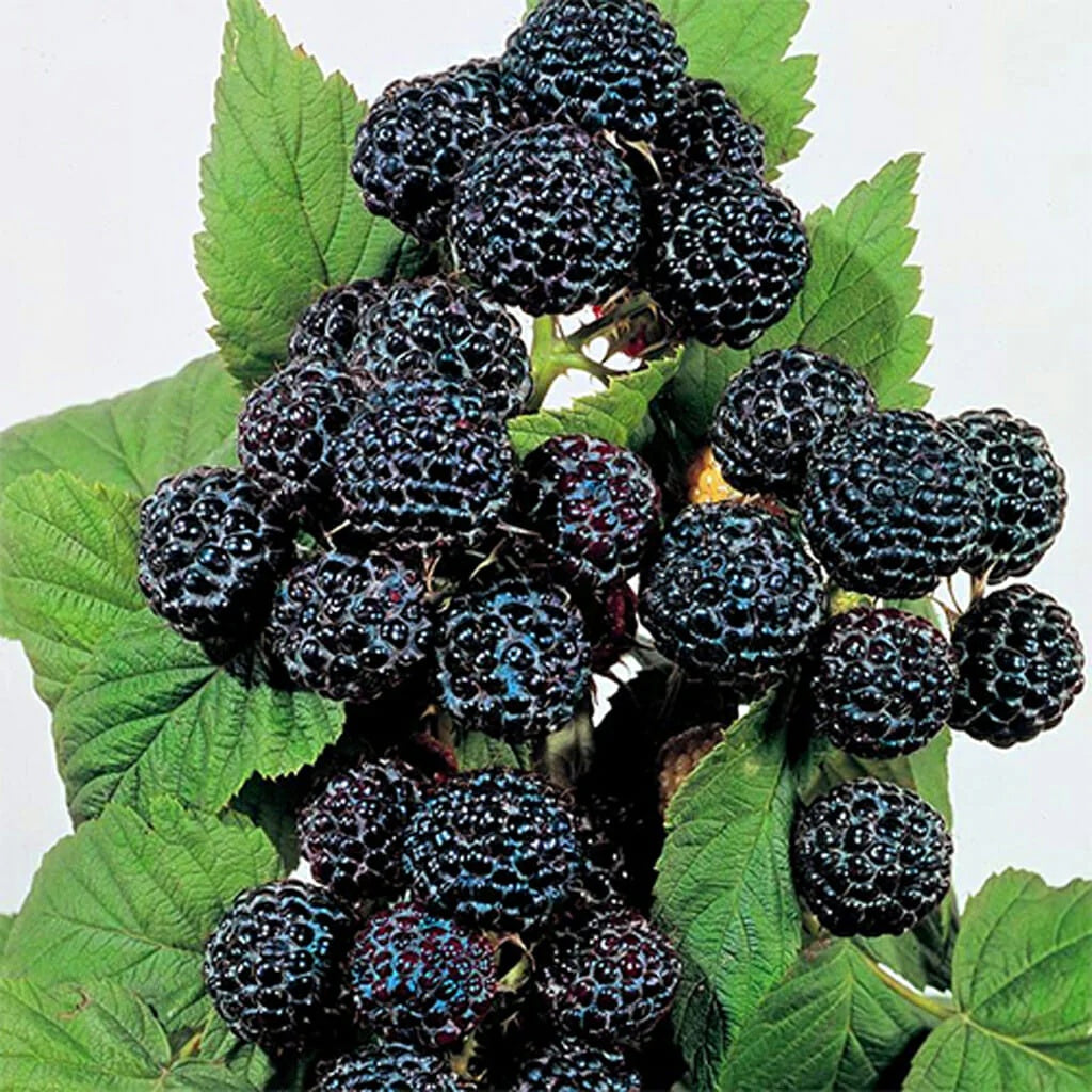 Raspberry Seeds – Black