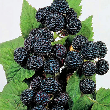 Raspberry Seeds – Black