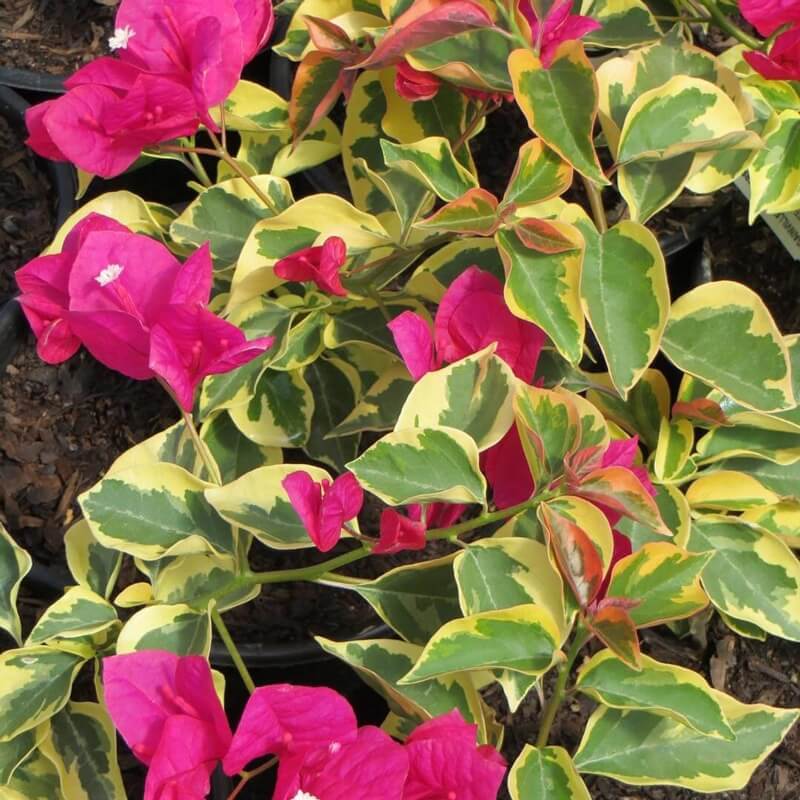 Raspberry Ice Bougainvillea Seeds - Flower Plant