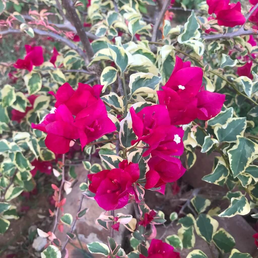 Raspberry Ice Bougainvillea Seeds - Flower Plant