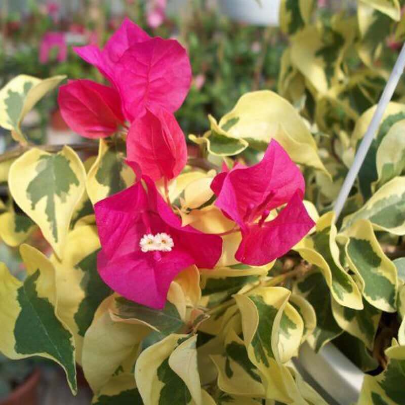 Raspberry Ice Bougainvillea Seeds - Flower Plant