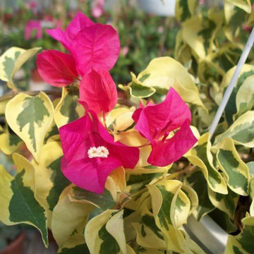 Raspberry Ice Bougainvillea Seeds - Flower Plant