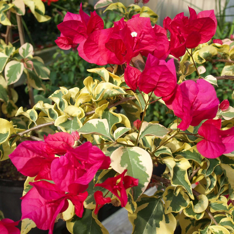 Raspberry Ice Bougainvillea Seeds - Flower Plant