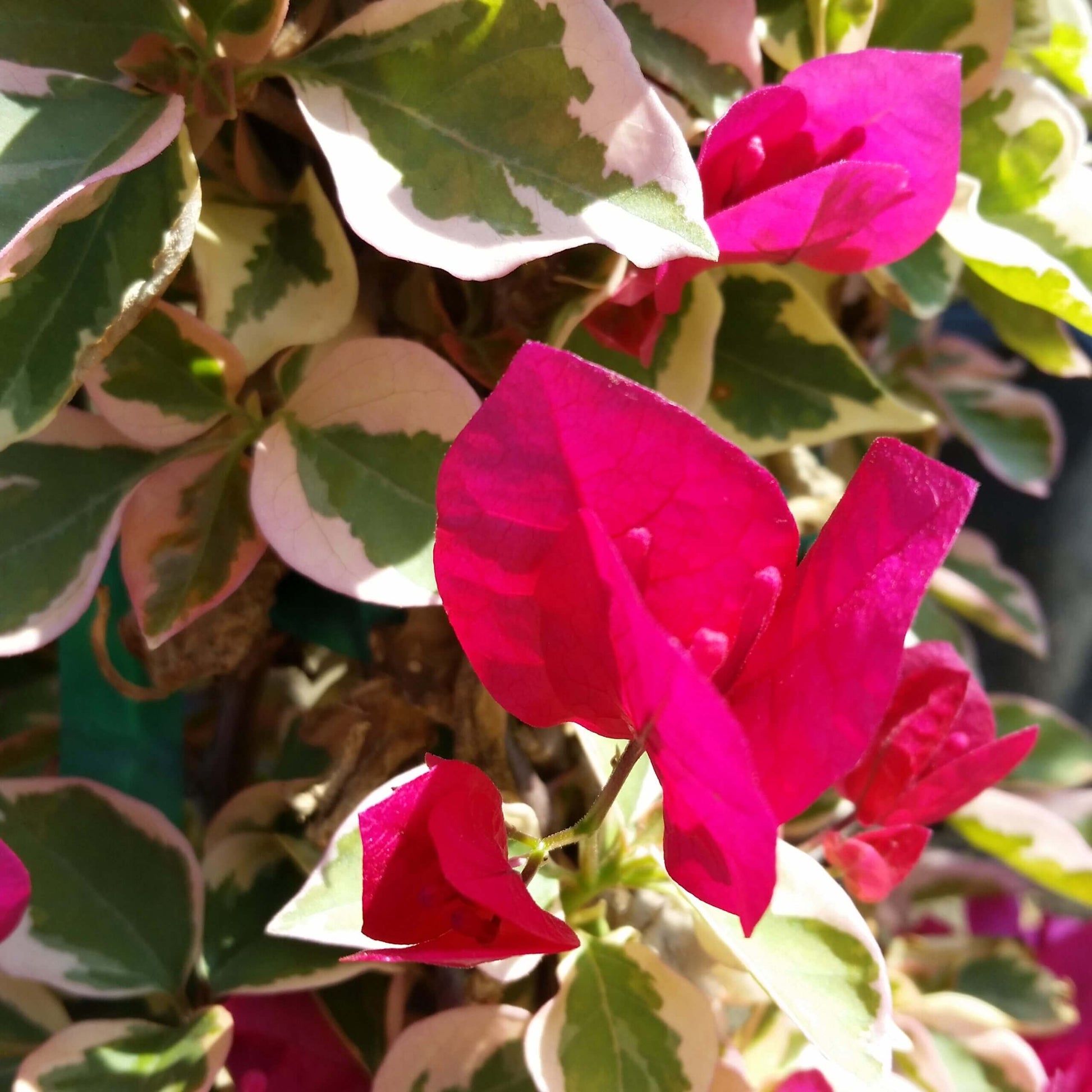 Raspberry Ice Bougainvillea Seeds - Flower Plant