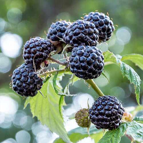 Raspberry Seeds – Black