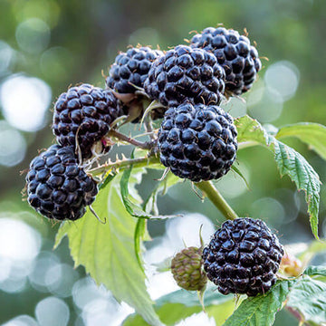 Raspberry Seeds – Black