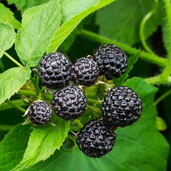Raspberry Seeds – Black