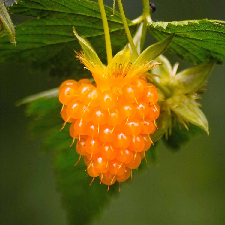 Raspberry Seeds – Salmonberry