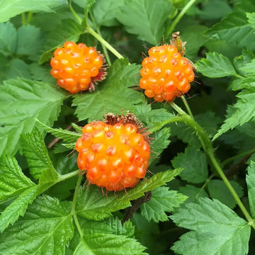 Raspberry Seeds – Salmonberry
