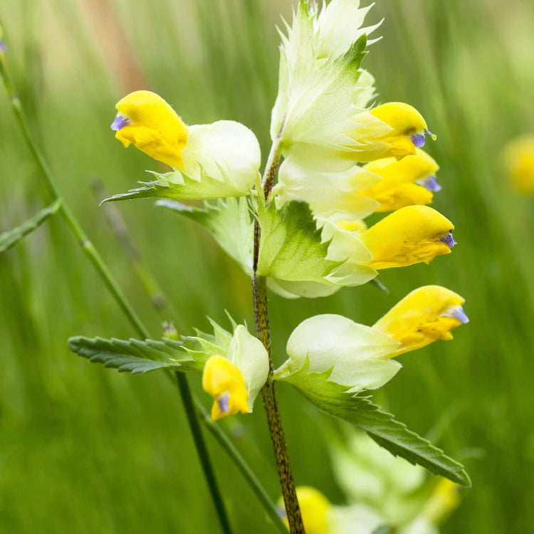 Rattle Seeds - Flower Plant for Home Gardens