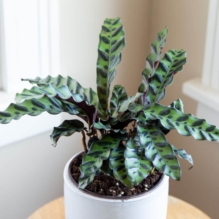 Rattlesnake Plant Seeds