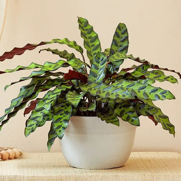 Rattlesnake Plant Seeds