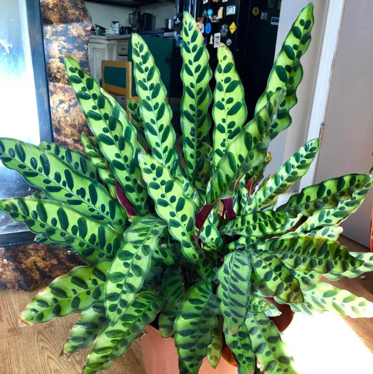 Rattlesnake Plant Seeds