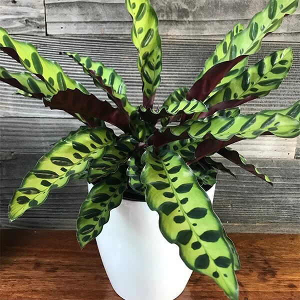 Rattlesnake Plant Seeds