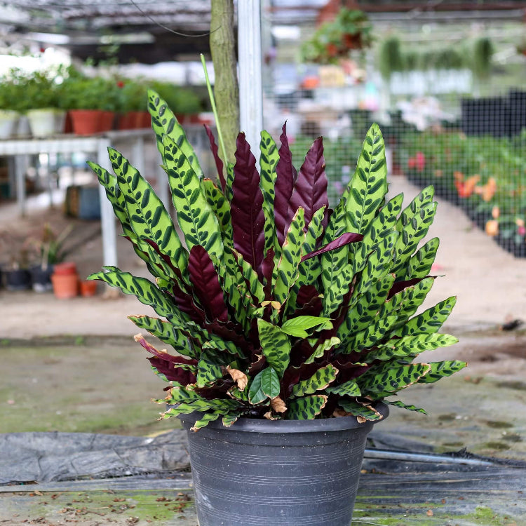 Rattlesnake Plant Seeds