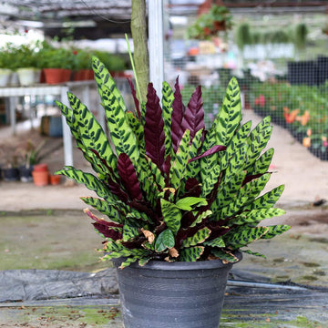Rattlesnake Plant Seeds