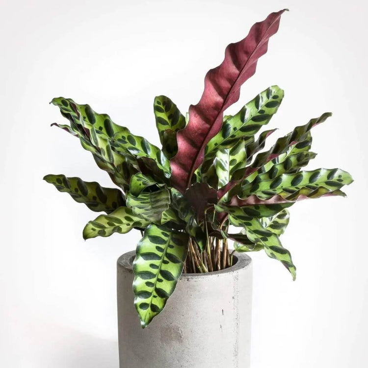 Rattlesnake Plant Seeds