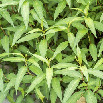 Rau Ram Seeds