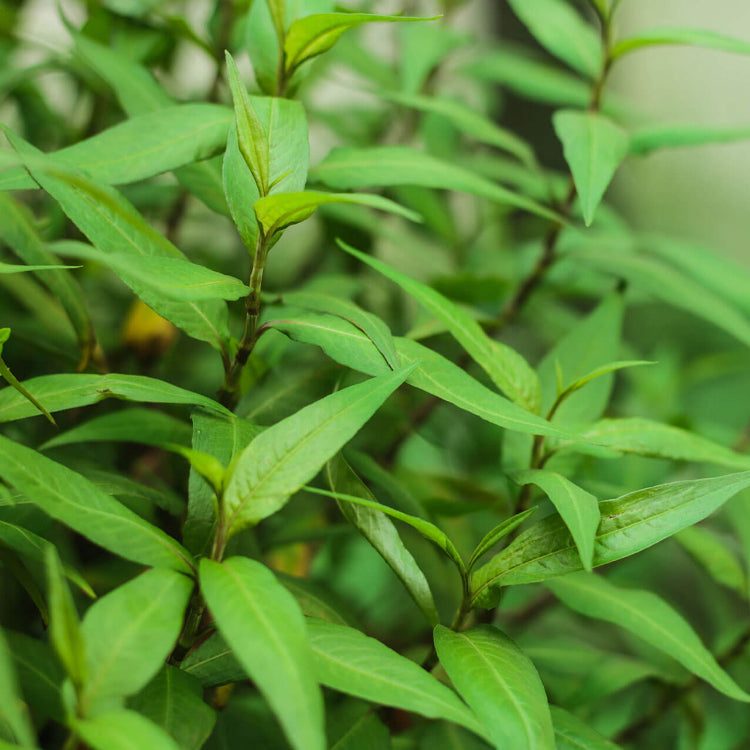Rau Ram Seeds