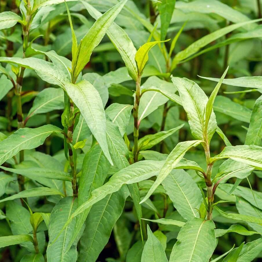 Rau Ram Seeds