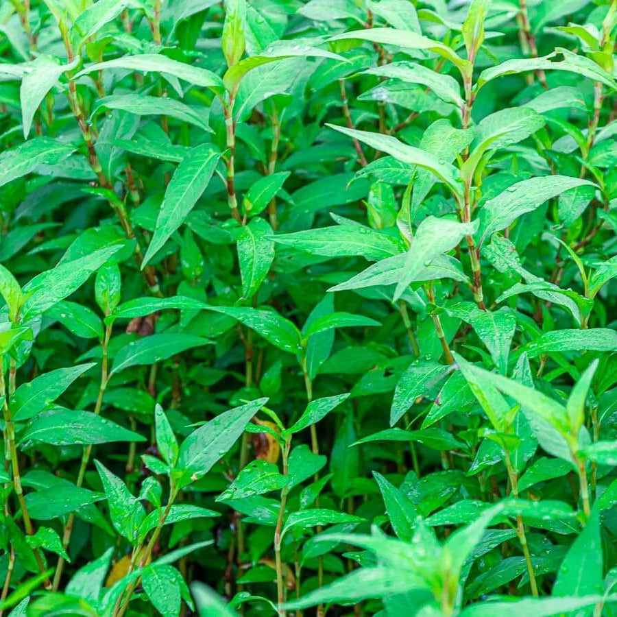 Rau Ram Seeds