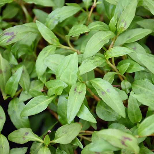 Rau Ram Seeds