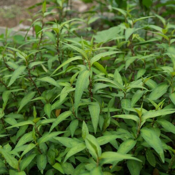 Rau Ram Seeds
