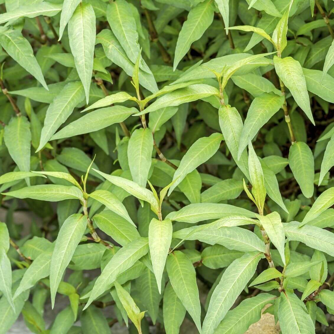 Rau Ram Seeds for Planting