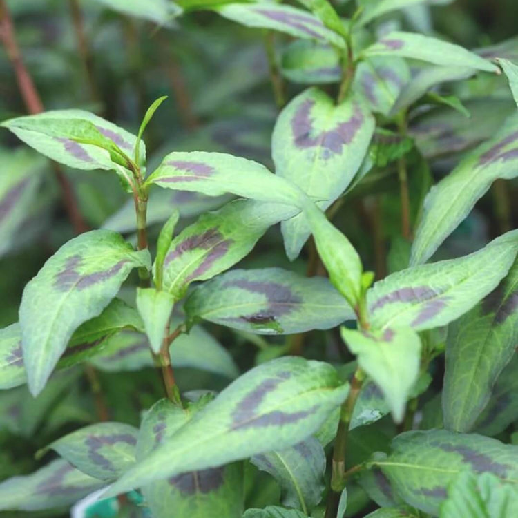 Rau Ram Seeds for Planting