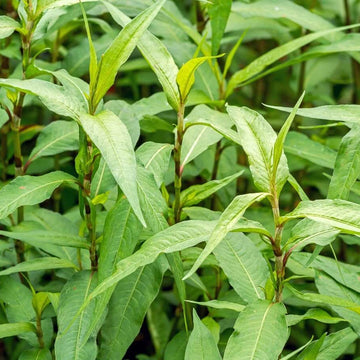 Rau Ram Seeds for Planting