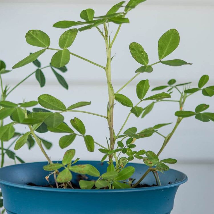 Raw Peanuts For Planting