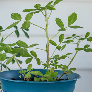 Raw Peanuts For Planting