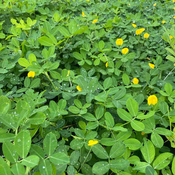 Raw Peanuts For Planting