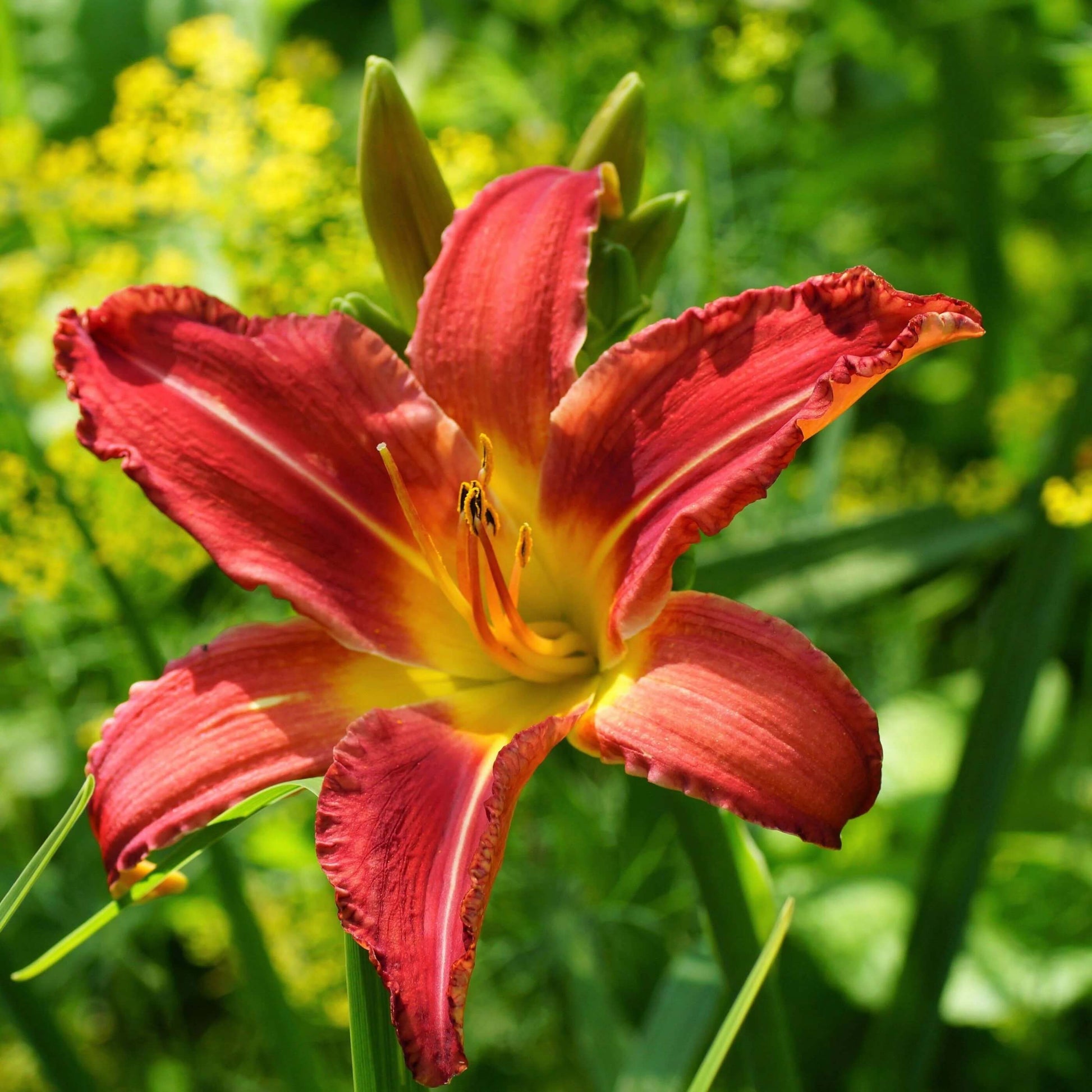 Reblooming Daylily Seeds 