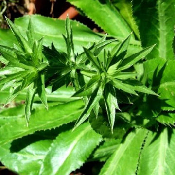 Recao Culantro Seeds - Herbal Plant