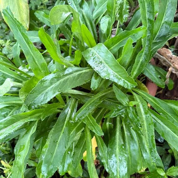 Recao Culantro Seeds - Herbal Plant