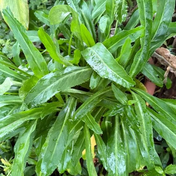 Recao Seeds - Herbal Plant