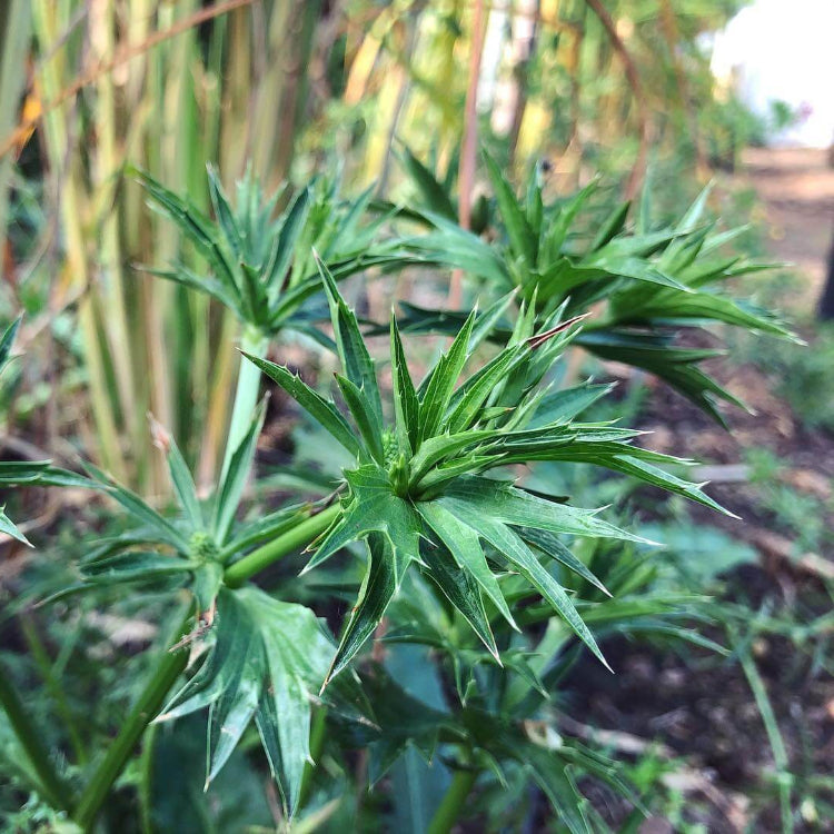 Recao Seeds - Herbal Plant