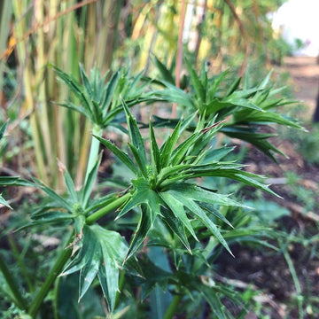 Recao Seeds - Herbal Plant